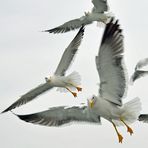 Alle Augen auf den Krümel...