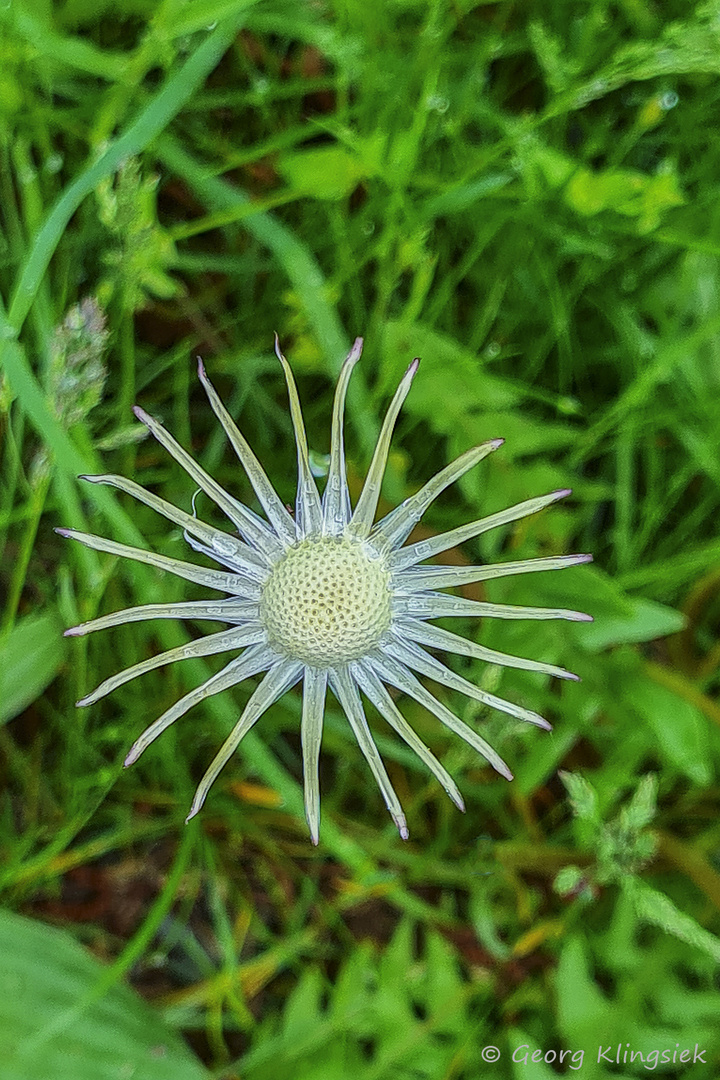 Alle ausgeflogen … 