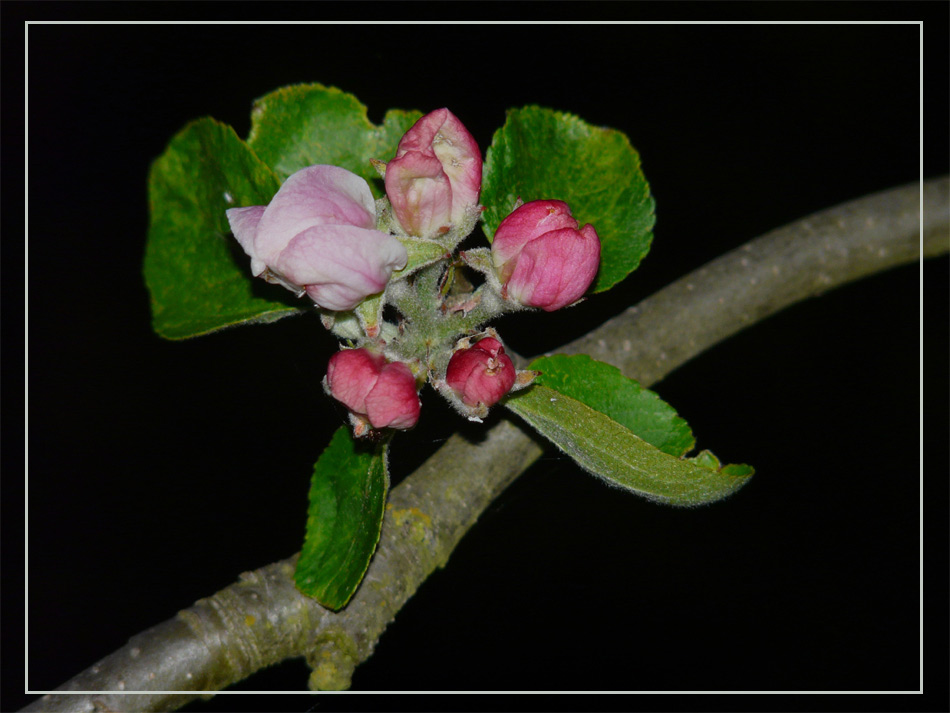 Alle Bienen zu mir, will ein Apfel werden