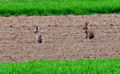 Alle Blicke nach links