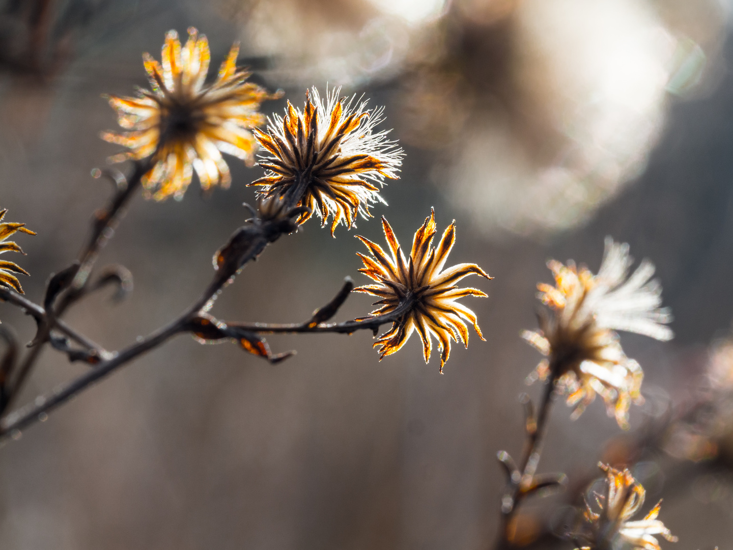 Alle Blüten haben sich zur Sonne gedreht