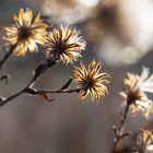 Alle Blüten haben sich zur Sonne gedreht