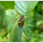 Alle Blüten sind besetzt