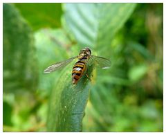 Alle Blüten sind besetzt