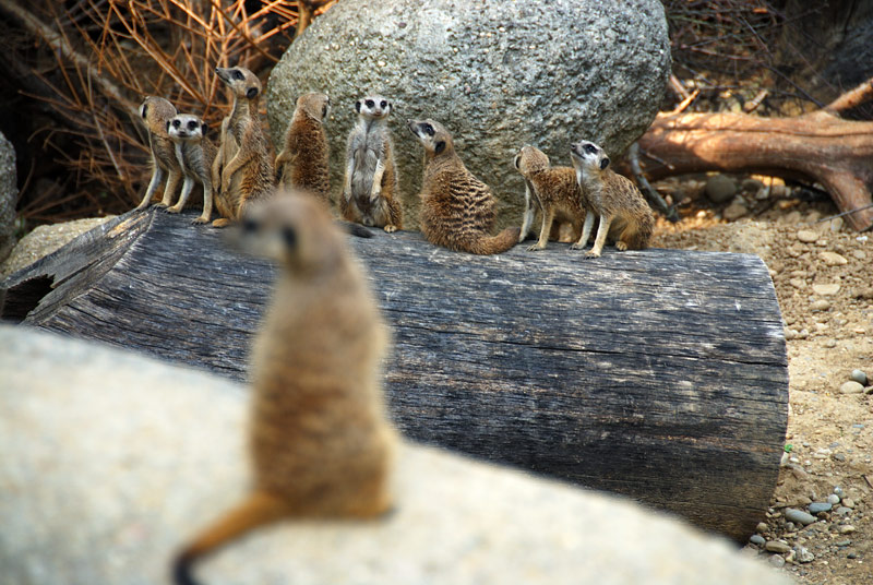 Alle da? (Erdmännchen 2)