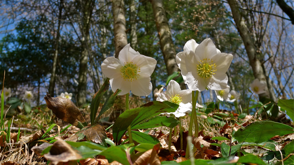 Alle der Sonne nach