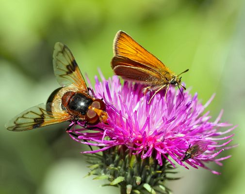 Alle Drei naschen zufrieden an der gleichen Blüte.