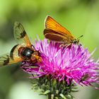 Alle Drei naschen zufrieden an der gleichen Blüte.