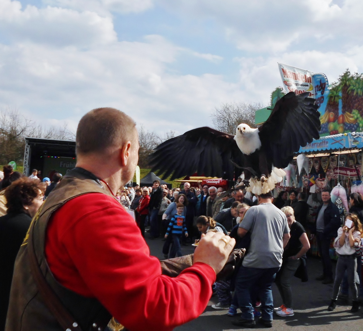 Alle ducken, der Adler landet