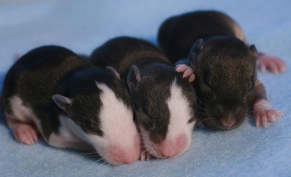 alle einmal nebeneinander kuscheln:)