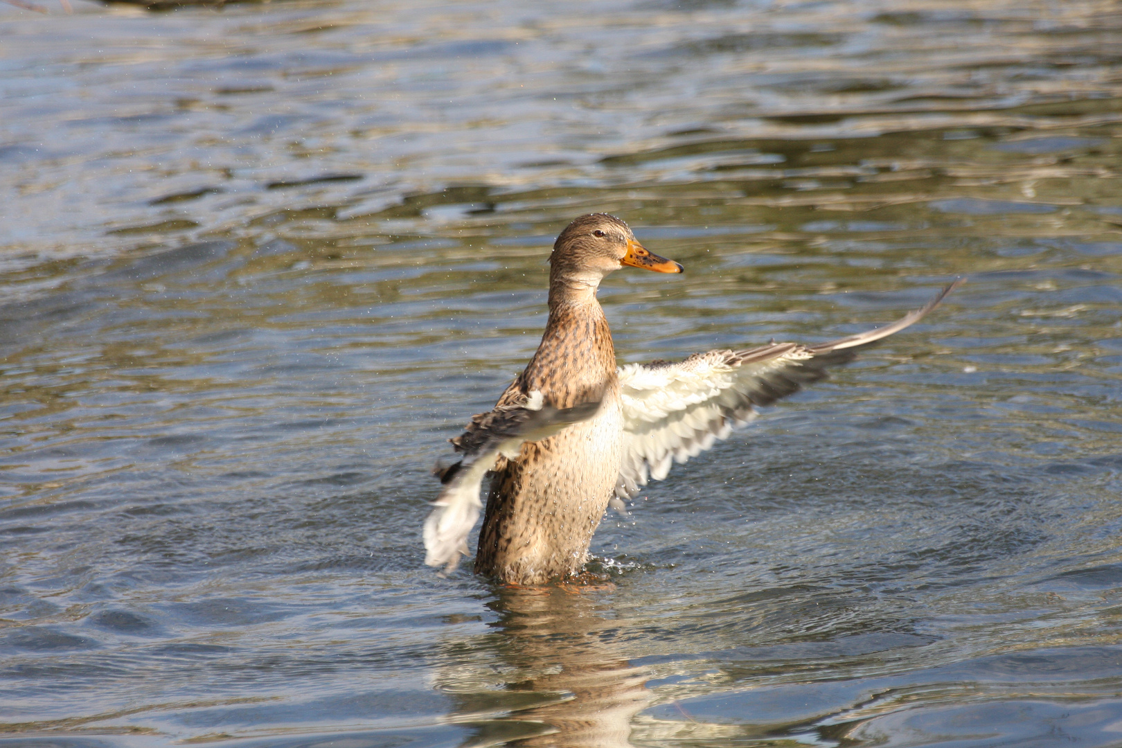 Alle Enten sind schon da...