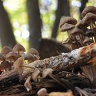 Alle familier wachsenden Pilzgruppen gehört der Herbst...