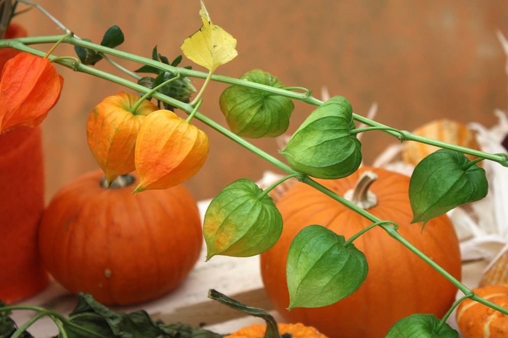 alle Farben der Blütezeit vereint