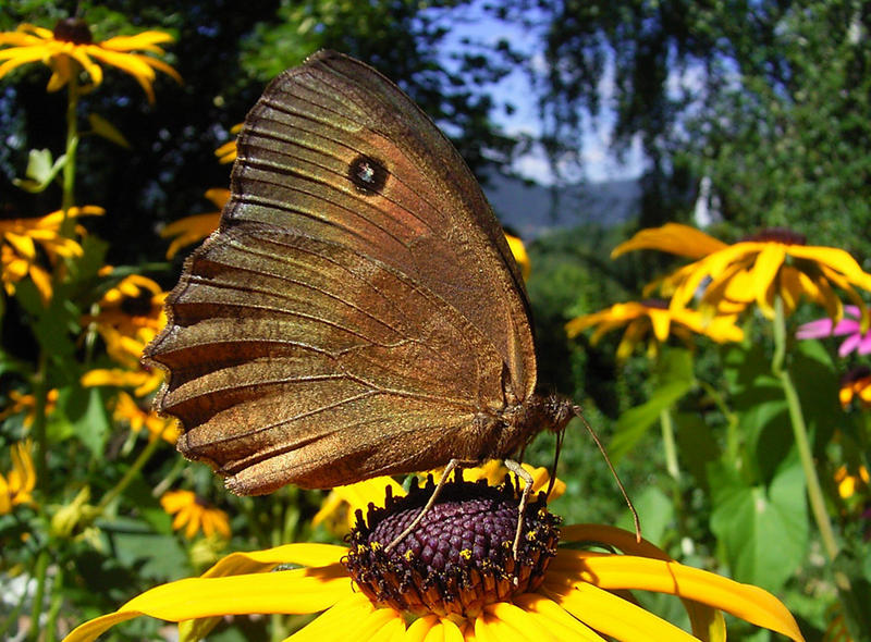 Alle Farben der Natur...