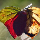 Alle Farben des Herbst in einem Blatt... Letzte Gelegenheit