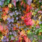 Alle Farben des Herbstes