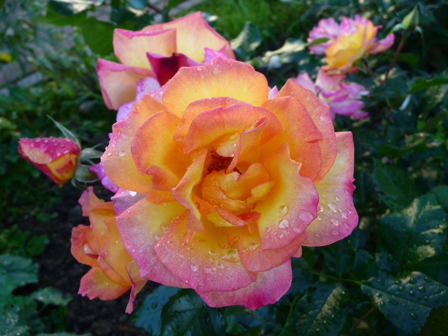 alle Farben des Sommers in einer Rose