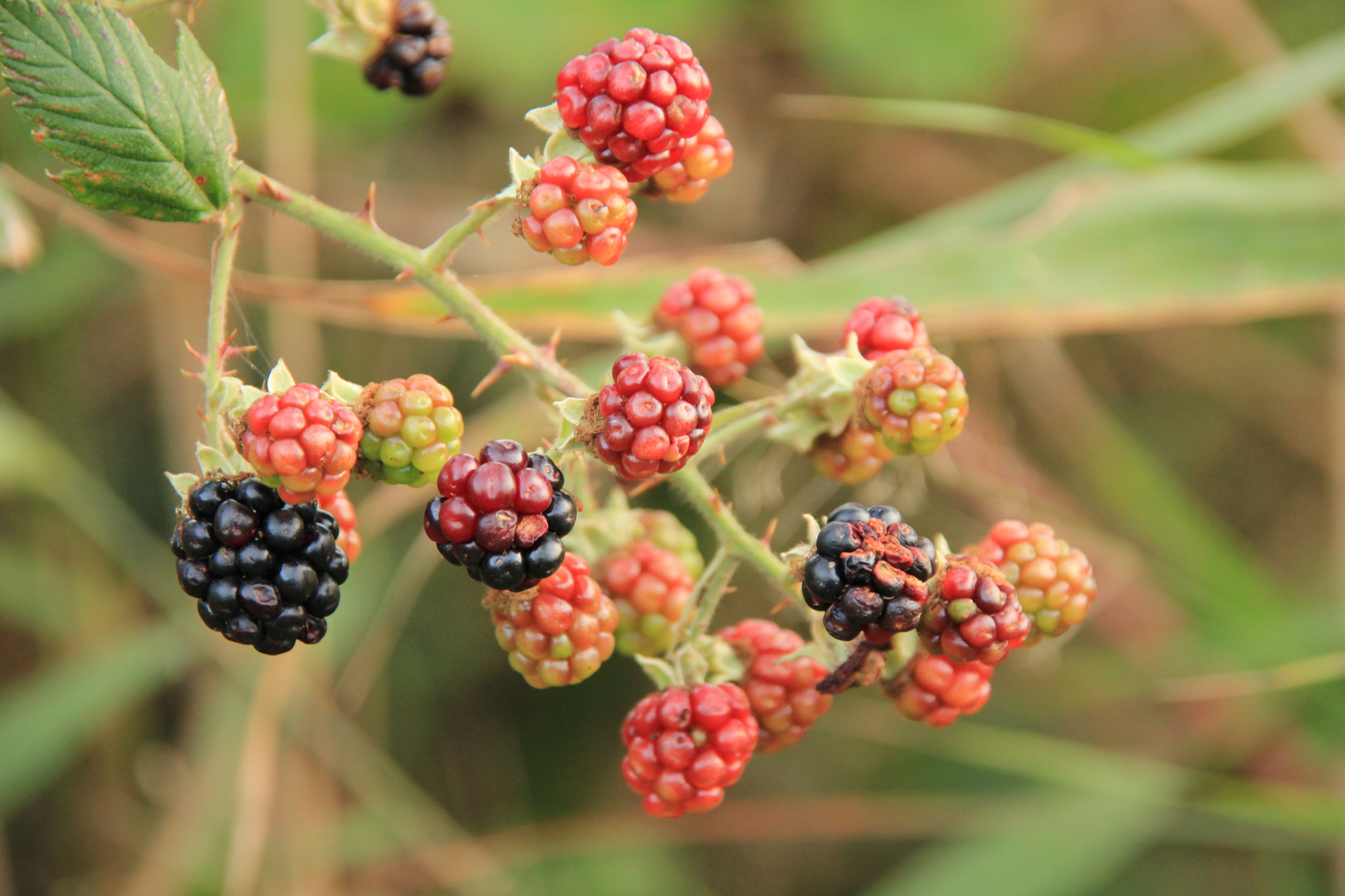 Alle Farben von Brombeeren Foto & Bild pflanzen, pilze & flechten