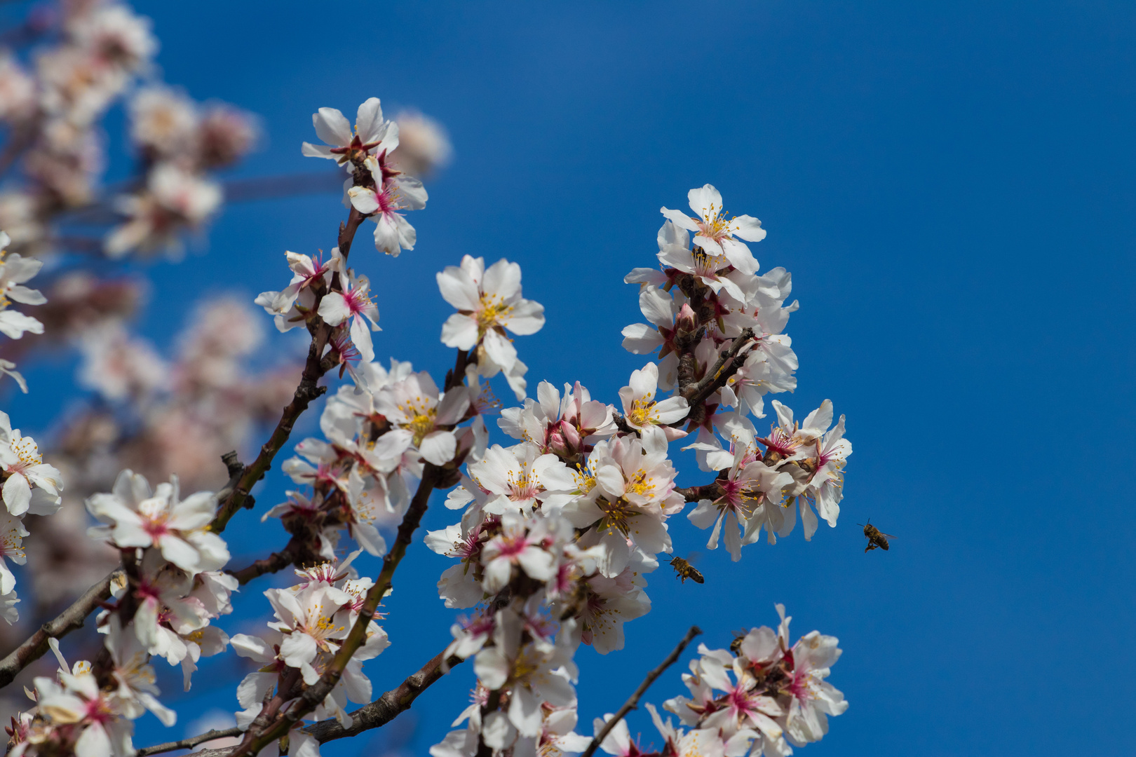 Alle fliegen auf den Frühling...