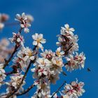 Alle fliegen auf den Frühling...