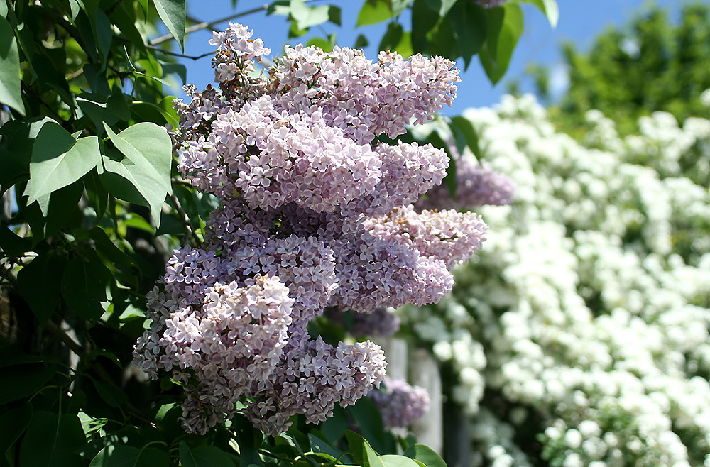 Alle freuen sich auf den Blüten-Frühling