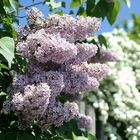 Alle freuen sich auf den Blüten-Frühling