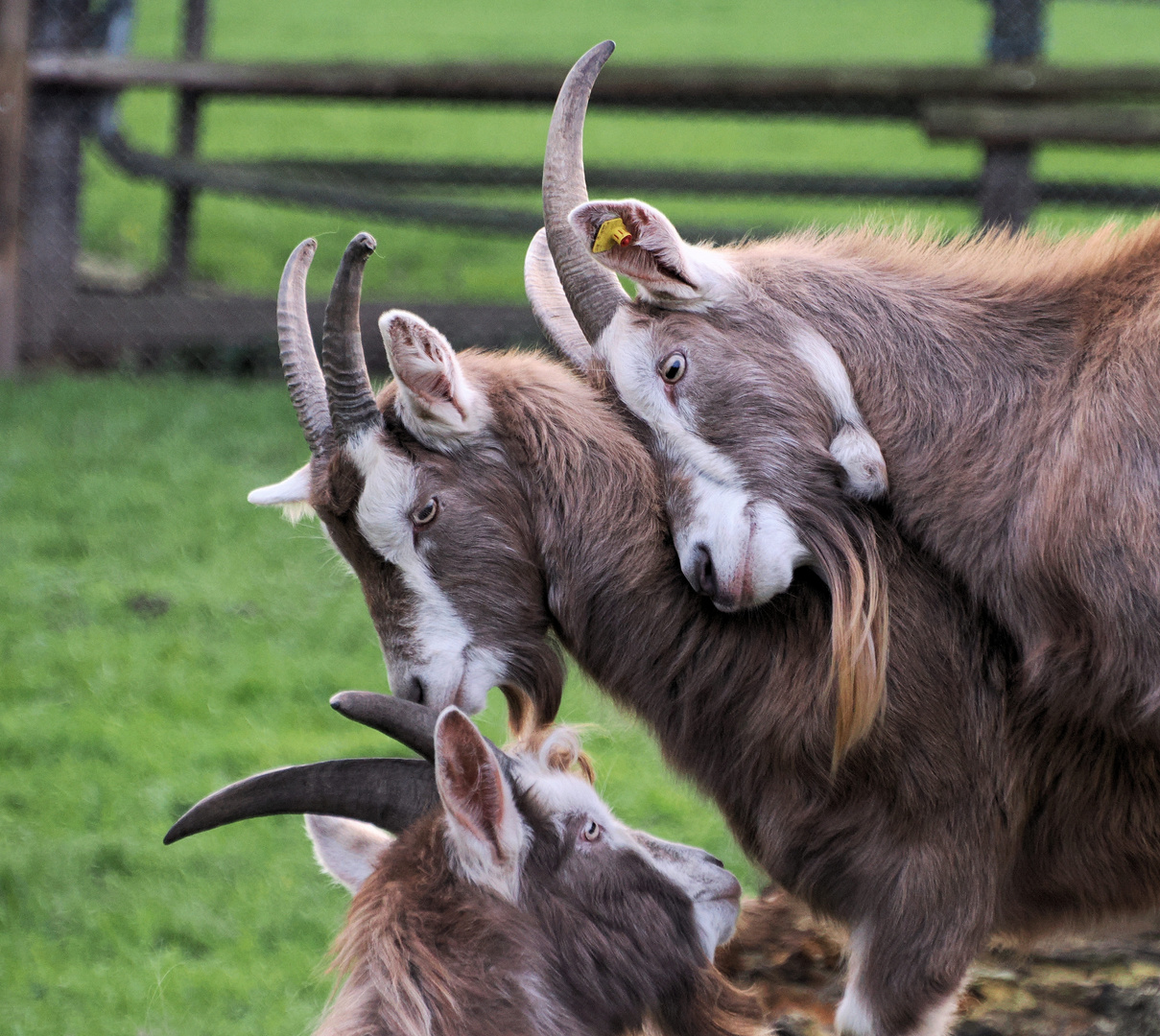 Alle für einen und einer für alle … Foto & Bild fotos, natur, tiere