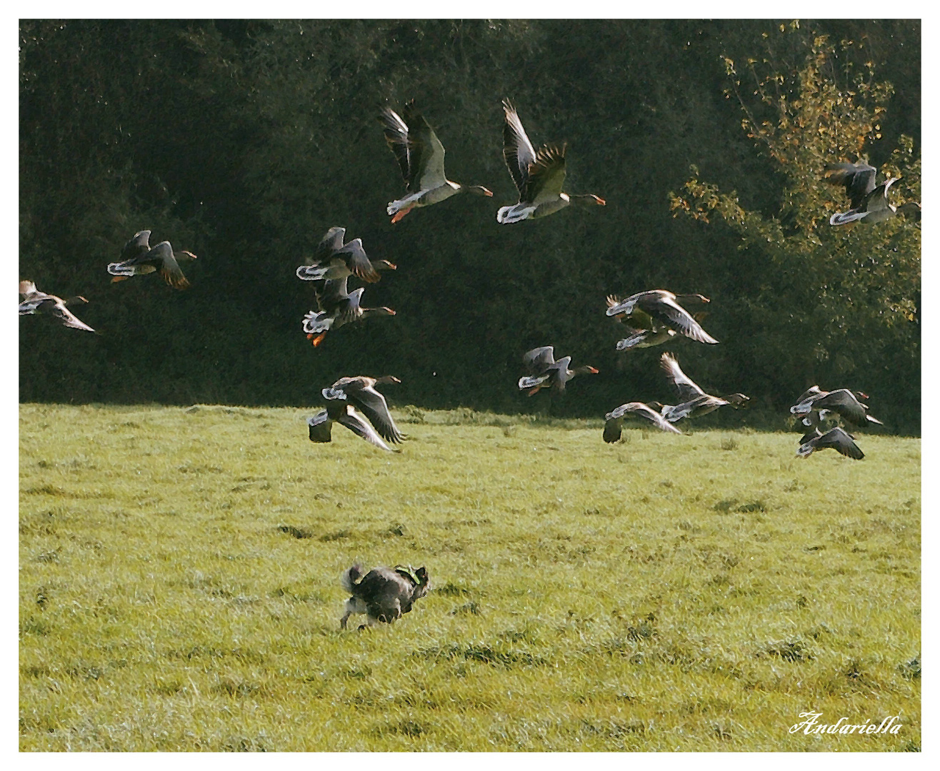 Alle Gänse fliegen hoch!