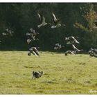 Alle Gänse fliegen hoch!