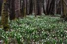 Alle Glöckchen dieser Welt läuten heute nur für Dich,liebe Schokoinsel! by Kosche Günther 