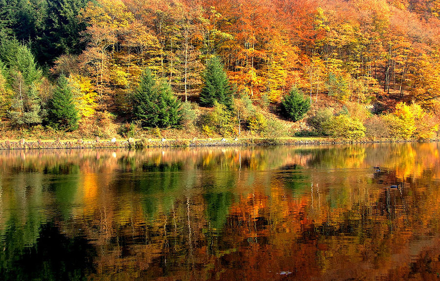 Alle Herbstfarben ...