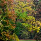 alle Herbstfarben vorhanden