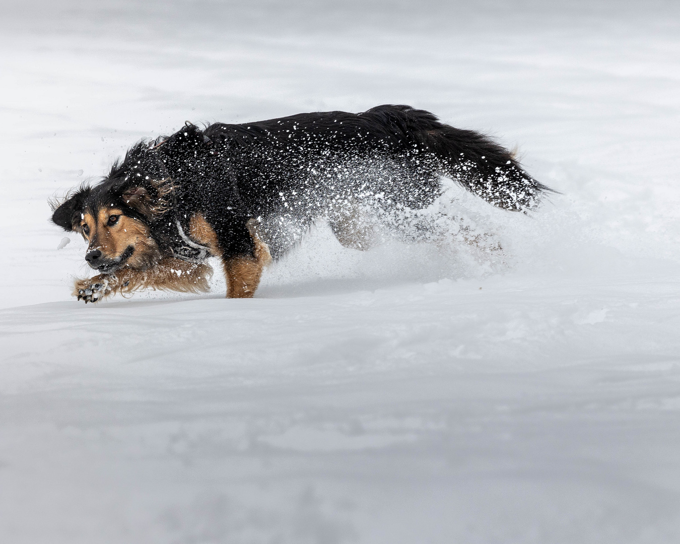 Alle Hunde lieben Schnee