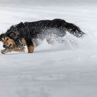 Alle Hunde lieben Schnee