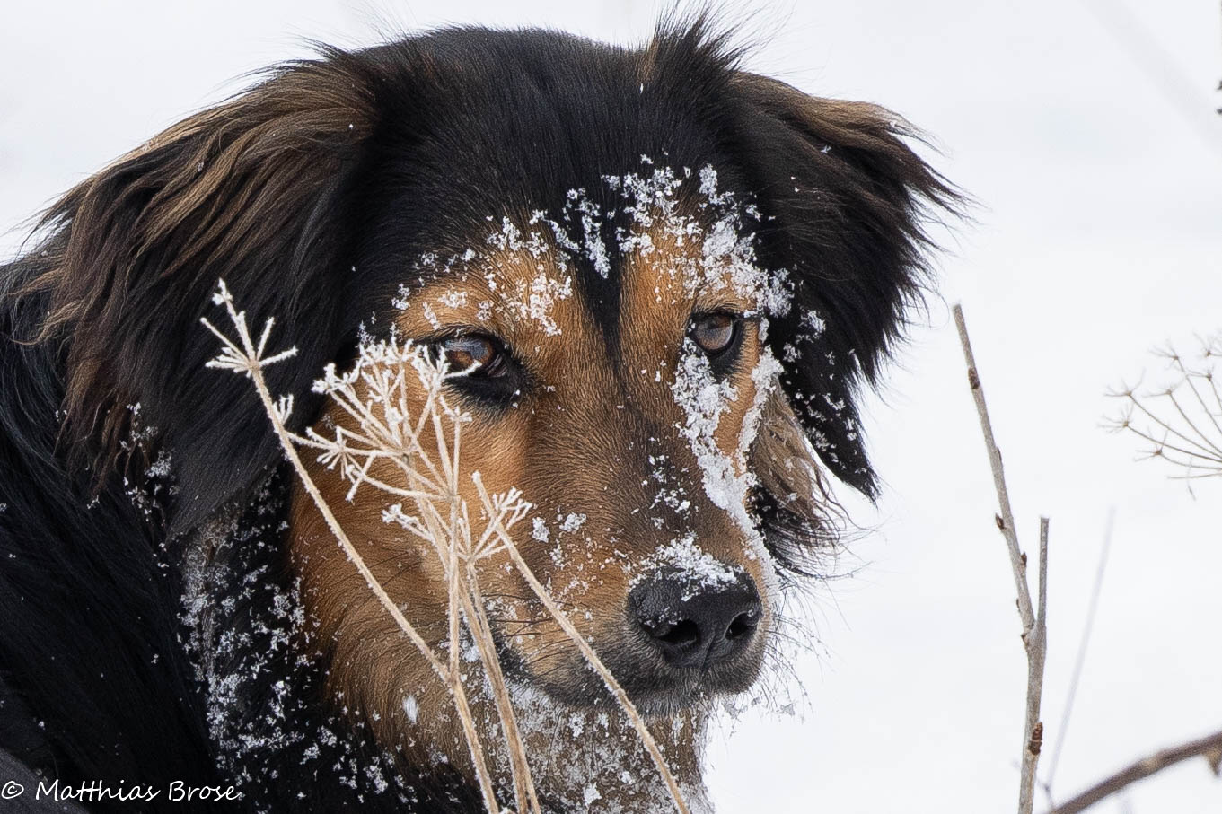 Alle Hunde lieben Schnee