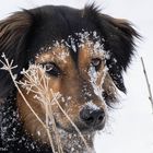 Alle Hunde lieben Schnee