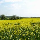 alle Jahr wieder „Rapsfeld“