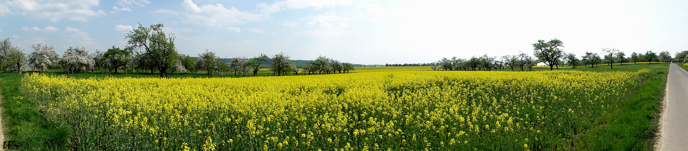 alle Jahr wieder „Rapsfeld“