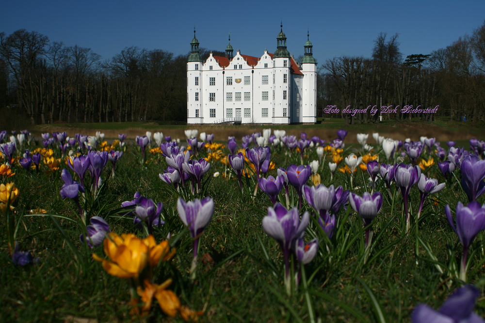 Alle Jahre wieder... der Krokusteppich vor dem Schloss in Ahrensburg