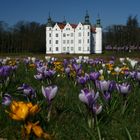 Alle Jahre wieder... der Krokusteppich vor dem Schloss in Ahrensburg