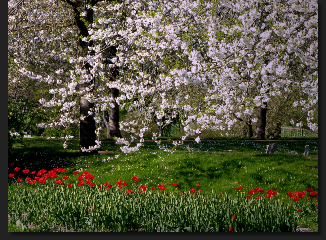 Alle Jahre wieder..... Frühling