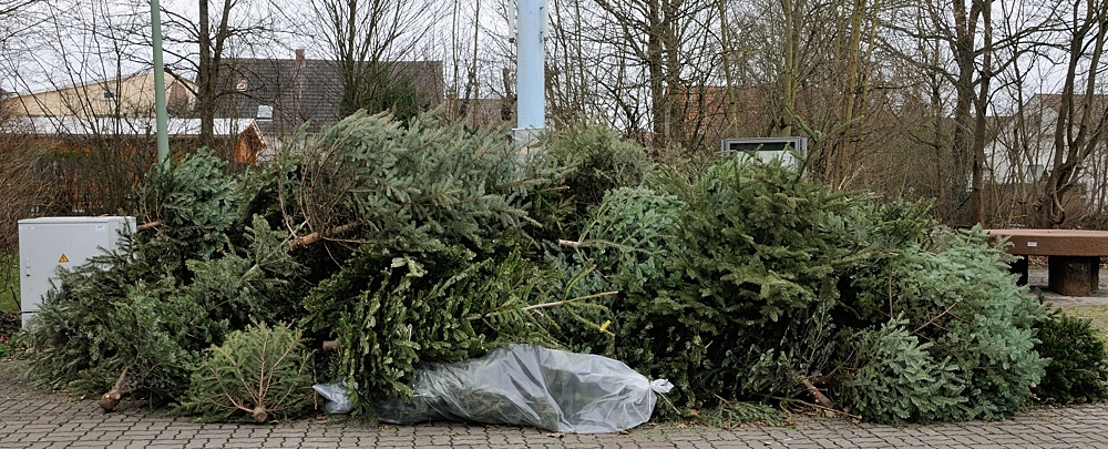 Alle Jahre wieder, große Weihnachtsbaumentsorgung.