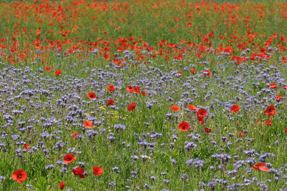 Alle Jahre wieder: Mohn, Jakobs – Greiskraut und Vazelia