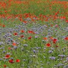 Alle Jahre wieder: Mohn, Jakobs – Greiskraut und Vazelia