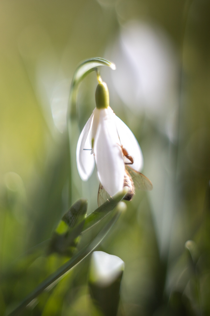 Alle Jahre wieder wird es Frühling 