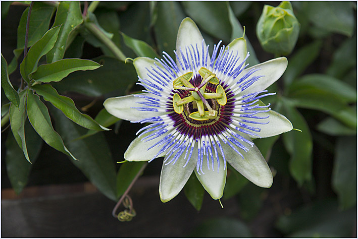 Alle Jahre wieder..Passiflora