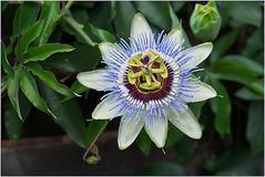 Alle Jahre wieder..Passiflora