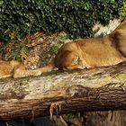 Alle kleinen Mietzekatzen spielen gern mit anderer Mietzekatzen' Schwaenzen :)