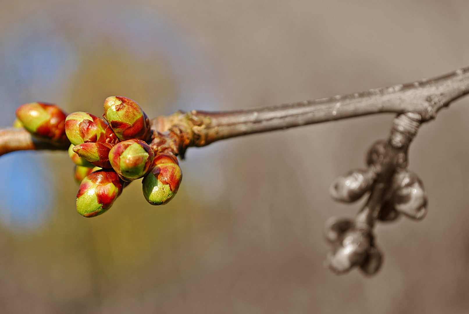 alle Knospen sind schon da...