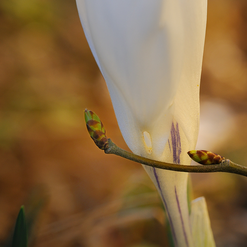 Alle Knospen springen auf